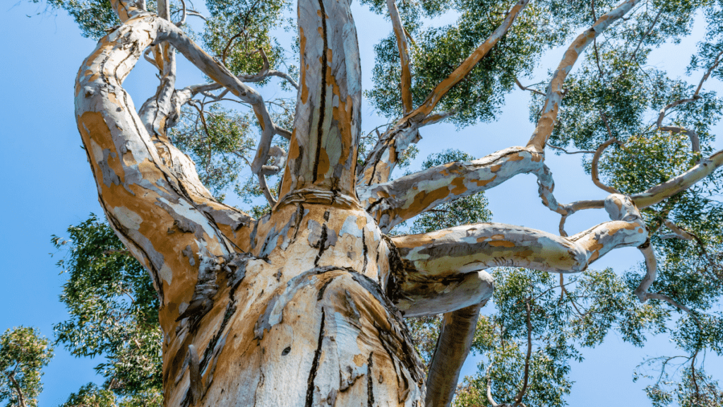 Eukalyptusbäume werden zur Herstellung von Lyocell genutzt