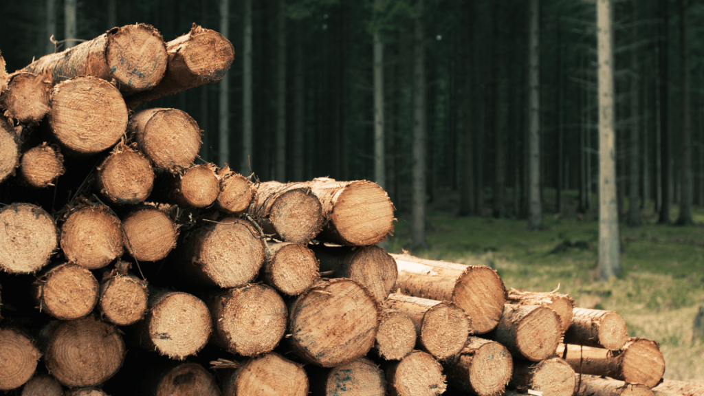 Nachhaltiges Holz Blog